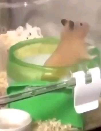 Like&Comment #animals #cuteanimals #hamsters Subscribe!