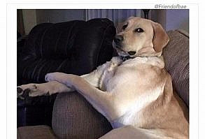 The 25 Best Animal Memes We Could Find on the Internet - I Can Has Cheezburger? - Funny Cats | Funny Pictures | Funny Cat Memes | GIF | Cat GIFs | Dogs | Animal Captions | LOLcats | Have Fun | Funny Memes