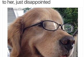 47 Ridiculous Animal Memes That Will Make You Laugh Every Single Time