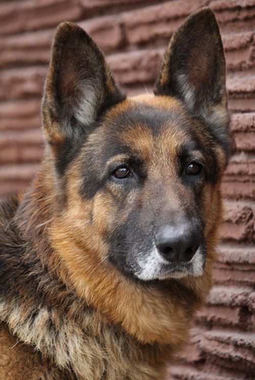 Westside German Shepherd Rescue of Los Angeles