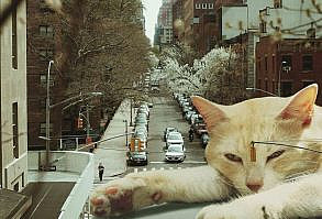 Artist Shows What It Would Be Like If The World Were Inhabited By Giant Cats (92 New Pics)