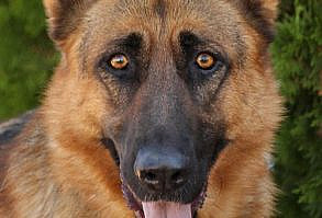 Feather von Fussen is a stunning 3 year old German Shepherd. www.sheprescue.org Westside German Shepherd Rescue of Los Angeles