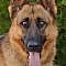 Feather von Fussen is a stunning 3 year old German Shepherd. www.sheprescue.org Westside German Shepherd Rescue of Los Angeles