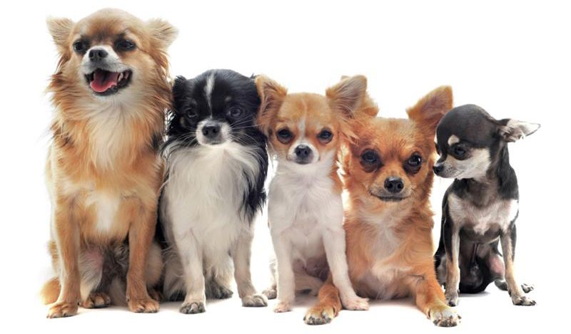 Chihuahua - Breed Profile | Australian Dog Lover