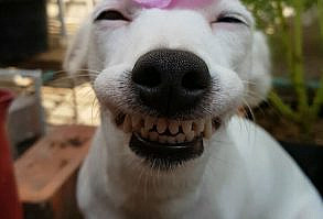 This Dog's Infectious Smile Is Breaking Everyone's Heart