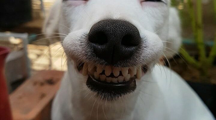 This Dog's Infectious Smile Is Breaking Everyone's Heart