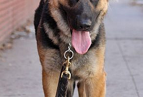 Tess von Tessen is a beautiful 12 month old plush coated GSD.