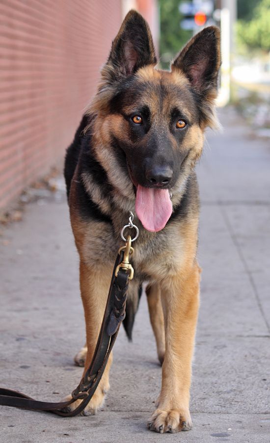 Tess von Tessen is a beautiful 12 month old plush coated GSD.