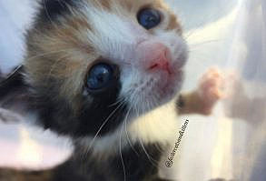 1-day-old Kitten Found on Porch Gets 3 New Siblings To Snuggle with - Love Meow