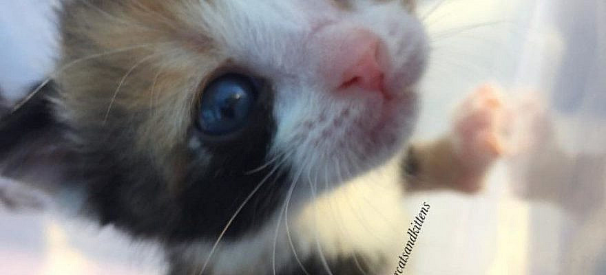 1-day-old Kitten Found on Porch Gets 3 New Siblings To Snuggle with - Love Meow