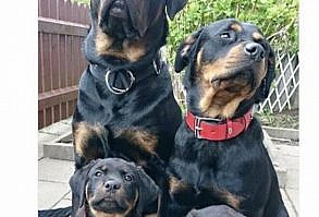 100 Pet Memes That Will Make You LOL Over And Over Again