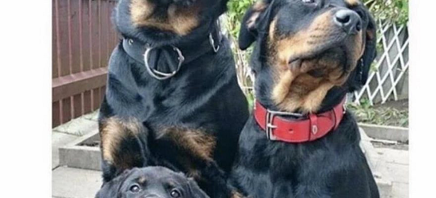 100 Pet Memes That Will Make You LOL Over And Over Again