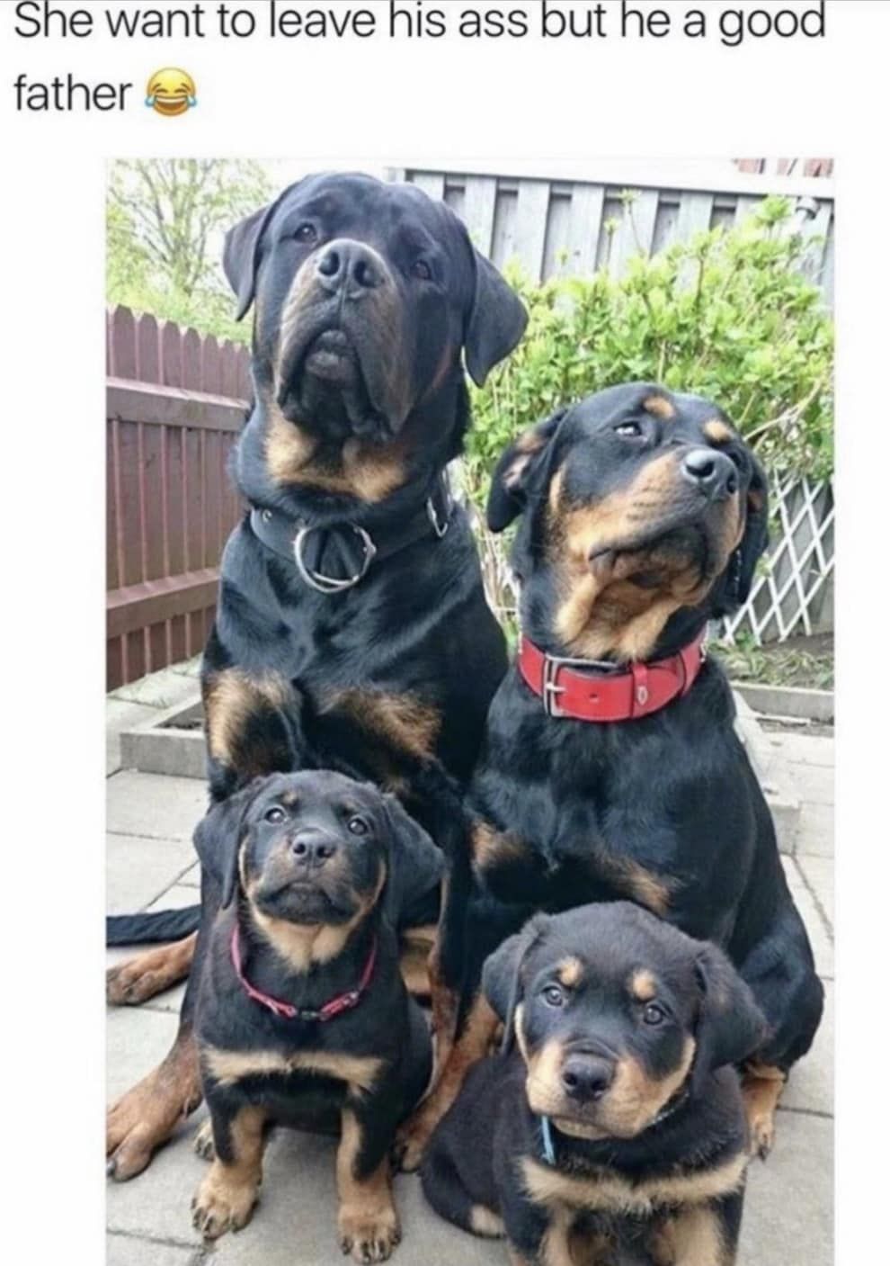 100 Pet Memes That Will Make You LOL Over And Over Again