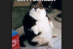 101 Funny Cat Birthday Memes -