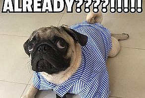 101 Lovable Pug Memes That Are Too Puggin' Cute