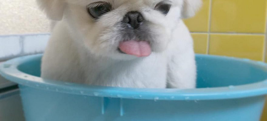 12 Reasons Why Pekingeses Should Be Illegal - SonderLives