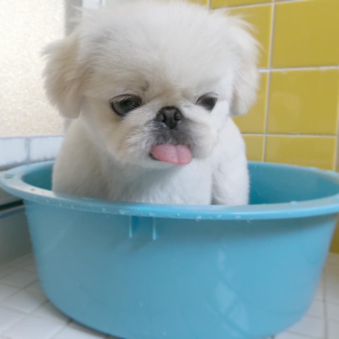 12 Reasons Why Pekingeses Should Be Illegal - SonderLives