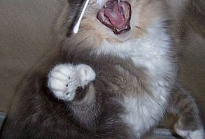 Hilarious-cat-snapchats