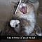 Hilarious-cat-snapchats