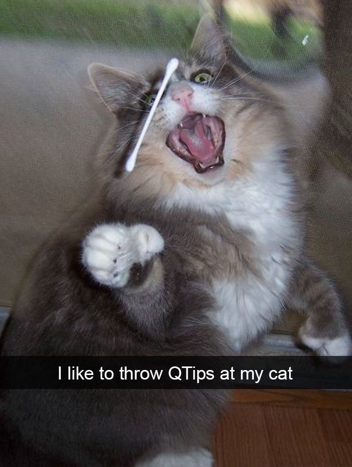 Hilarious-cat-snapchats