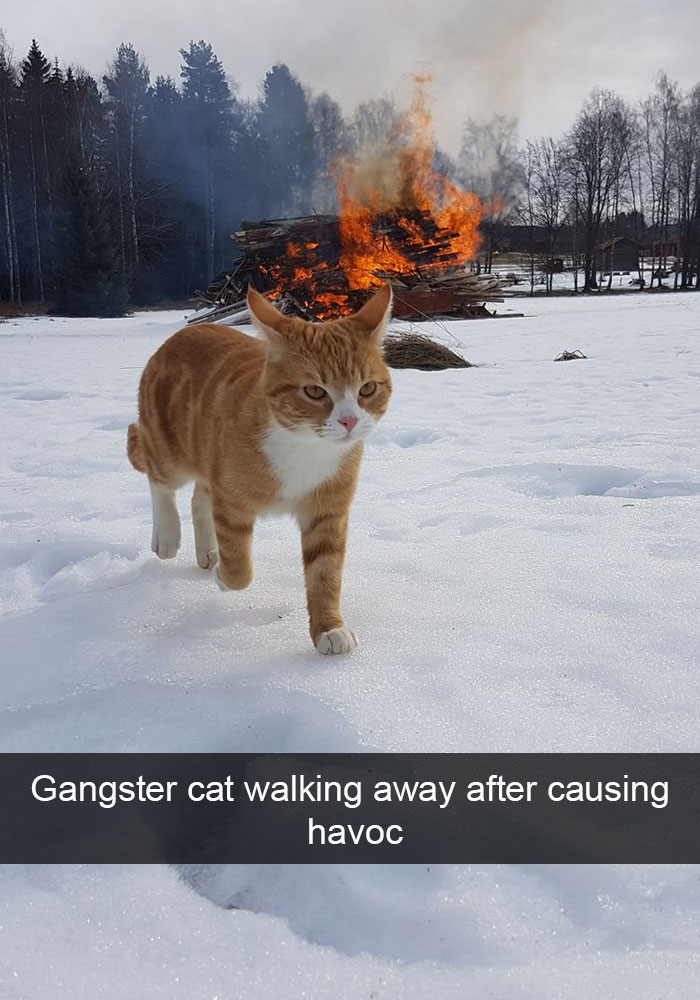 Cat Snapchat