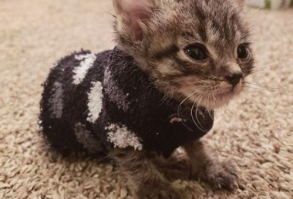 Tic Tac here wore the teensiest, tiniest sweater!!! 14 Cat Posts From This Week That Are Scientifically Proven To Bring A Smile To Your Face