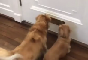 Everyday Pets provide furr parents and pet lovers with a one stop shop where they have access to advise, tips and pet supplies/products from training aids, toys, housing, food, comfort items and so much more! We believe there is nothing more special than that calming, comforting feeling you get from cuddling your furr babies, forgetting the busy lifestyles we all lead in an instant. At Everyday Pets, we are one big family and everyone is welcome! Check out our products!