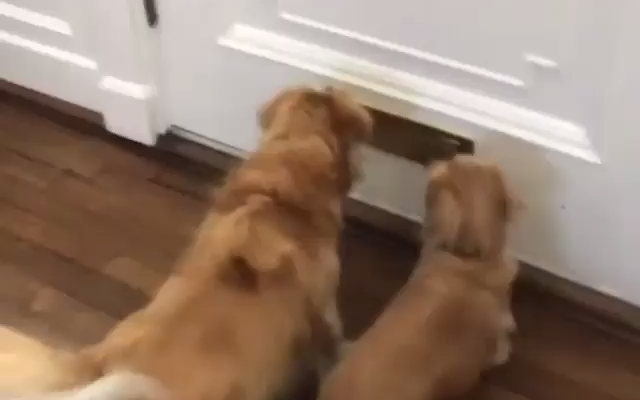 Everyday Pets provide furr parents and pet lovers with a one stop shop where they have access to advise, tips and pet supplies/products from training aids, toys, housing, food, comfort items and so much more! We believe there is nothing more special than that calming, comforting feeling you get from cuddling your furr babies, forgetting the busy lifestyles we all lead in an instant. At Everyday Pets, we are one big family and everyone is welcome! Check out our products!