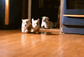 15 Pets Who Are The Most Excited For Lunchtime