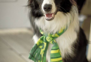 15 Pictures That Prove Border Collies Are The Funniest Breed - The Dogman