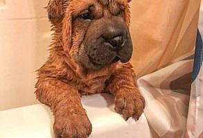 Dad said I smell … we’re in the bathroom again …