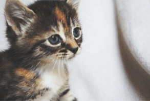 15 Signs Your Cat is Your Best Friend | Her Campus