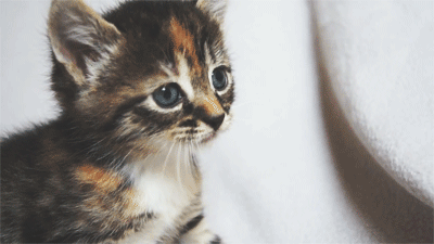 15 Signs Your Cat is Your Best Friend | Her Campus