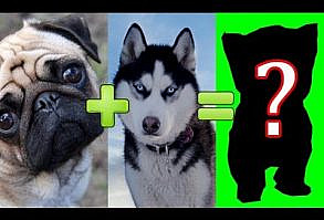 15 UNBELIEVABLE CUTE CROSS BREED DOGS PT. 1 - YouTube