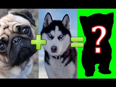 15 UNBELIEVABLE CUTE CROSS BREED DOGS PT. 1 - YouTube