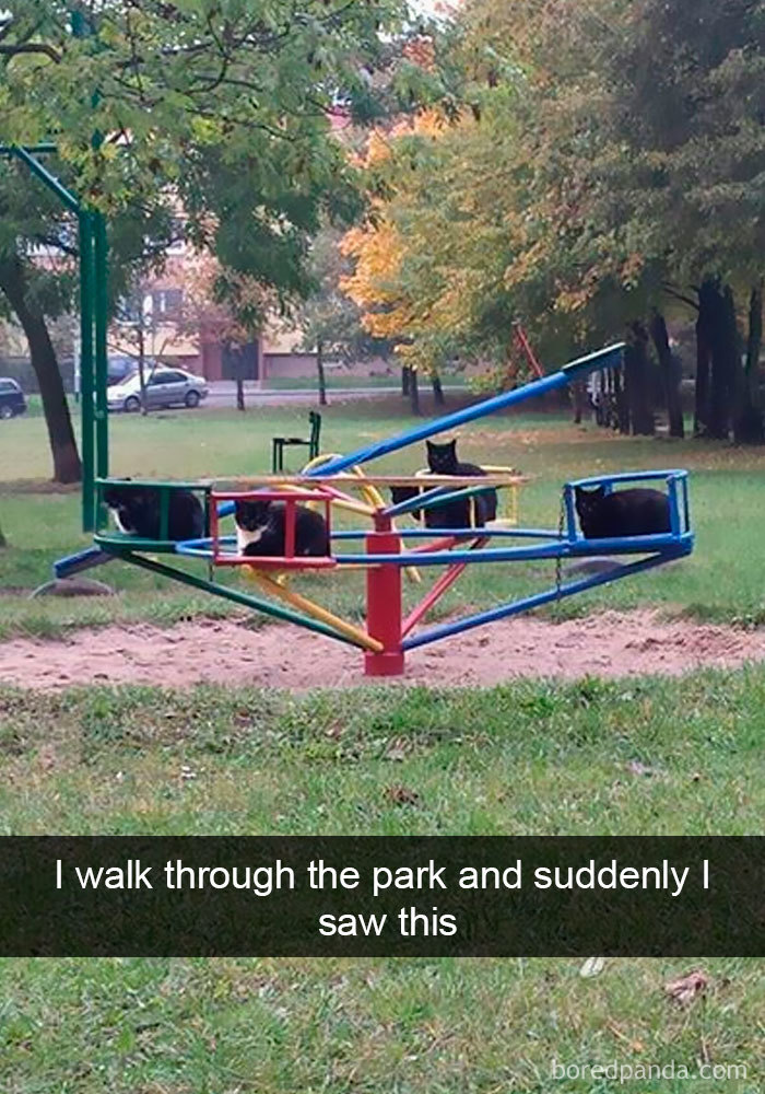 Snapchats Funny Cats