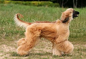 Afghan hound running with hair flowing (these long locks don't shed)