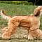 Afghan hound running with hair flowing (these long locks don't shed)