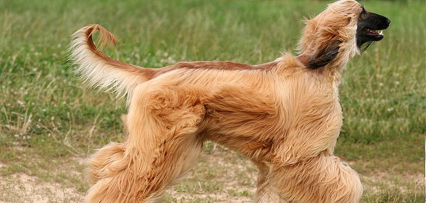 Afghan hound running with hair flowing (these long locks don't shed)