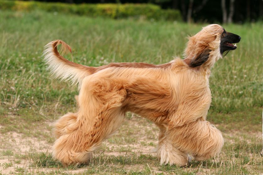 Afghan hound running with hair flowing (these long locks don't shed)