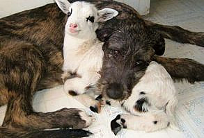 19 Unlikely Animal Cuddle Buddies That Are Too Cute for Words - I Can Has Cheezburger? - Funny Cats | Funny Pictures | Funny Cat Memes | GIF | Cat GIFs | Dogs | Animal Captions | LOLcats | Have Fun | Funny Memes