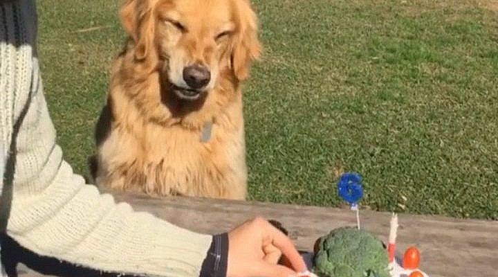 19.4k Likes, 200 Comments - Instagram Puppy (@lnstagrampuppy) on Instagram: “Don’t touch my cake.🎂😂 Use #animalsinfluence to be featured. 👌  Tag friends that love cute dogs. 😍…”