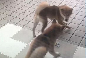 #doge #dog #funnydog #happydog #dogecoin