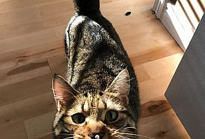 20 Cat Snaps That Will Prove Not Everything is Awful – Meowingtons