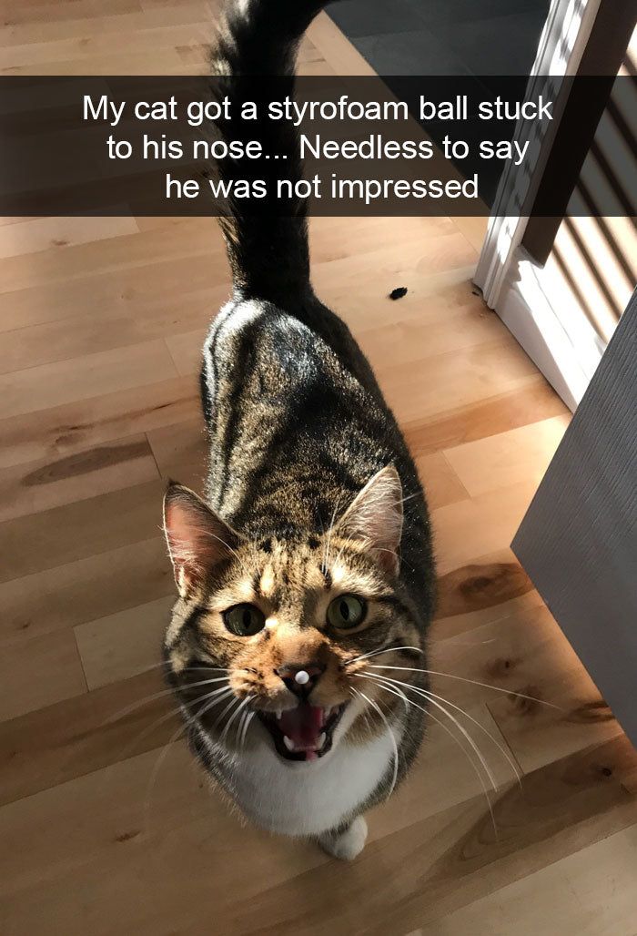 20 Cat Snaps That Will Prove Not Everything is Awful – Meowingtons