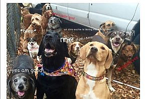 20 Fresh Animal Memes That Will Fill You With Joy In The Next Few Minutes - I Can Has Cheezburger?