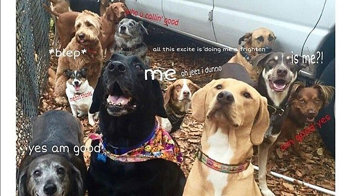 20 Fresh Animal Memes That Will Fill You With Joy In The Next Few Minutes - I Can Has Cheezburger?