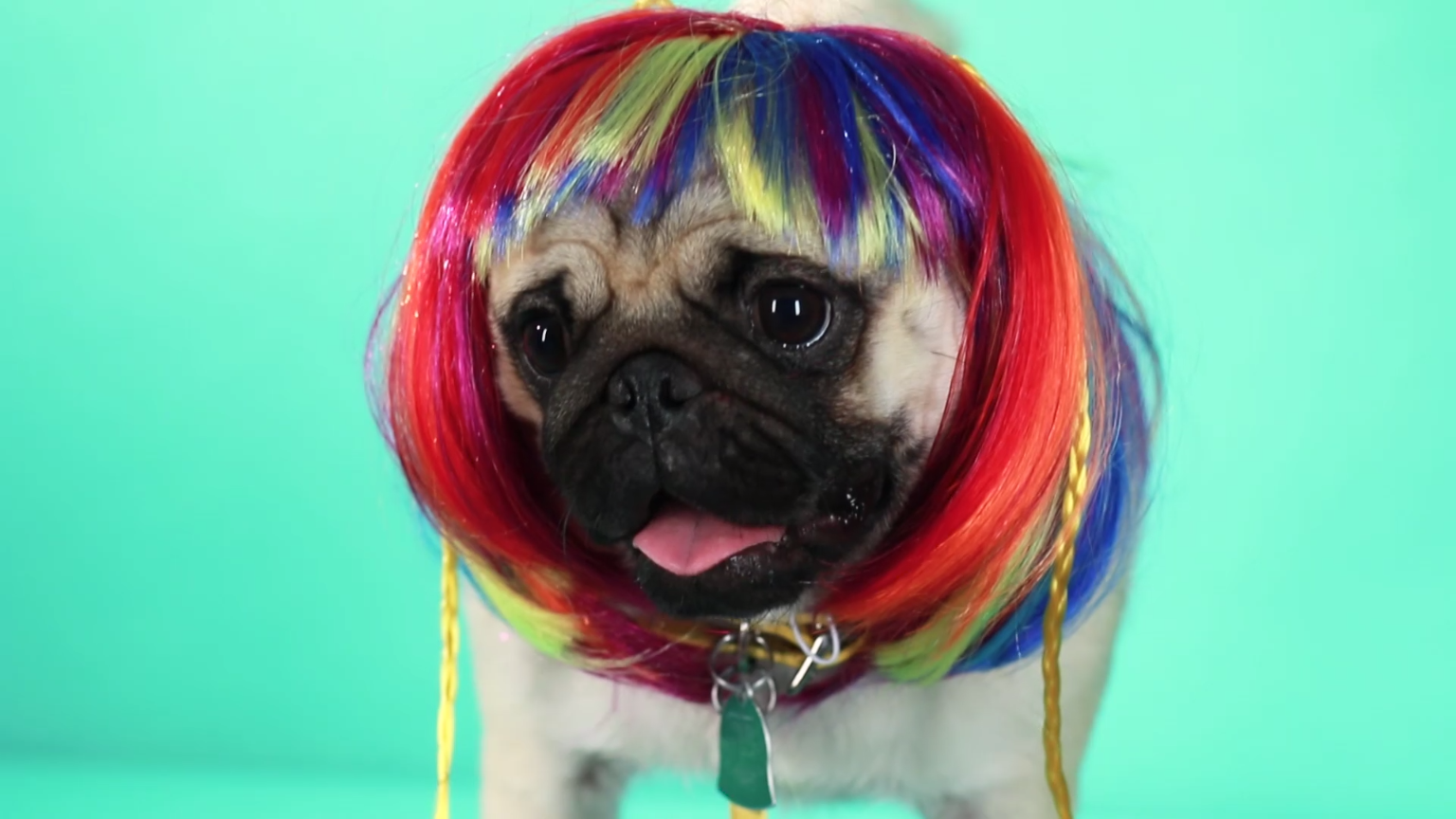 Pets In Wigs