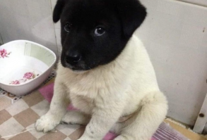 20 Astonishing Dogs That you ve Ever Seen Because they From Another Planet - My Dog Academy