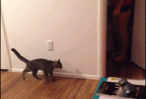 20 нереально милых гифок с котиками, которые точно заставят вас улыбнуться | BigPicture.ru | Яндекс Дзен